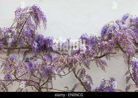 Glycine en fleurs fleurs de couleur lavande sur le côté de la Chambre au printemps Banque D'Images