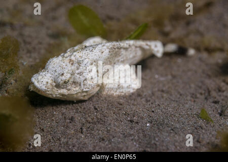 La devil scorpionfish assis dans le sable Banque D'Images