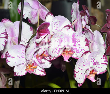 Espèce d'Orchidée Phalaenopsis - fortement marquée de fleurs blanches Banque D'Images
