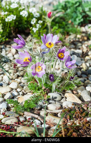 Jardin de pierres avec pasque flower Banque D'Images