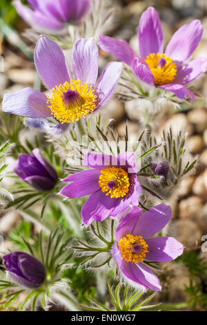 Détail de l'anémone pulsatille (pulsatilla) dans le jardin de pierre Banque D'Images