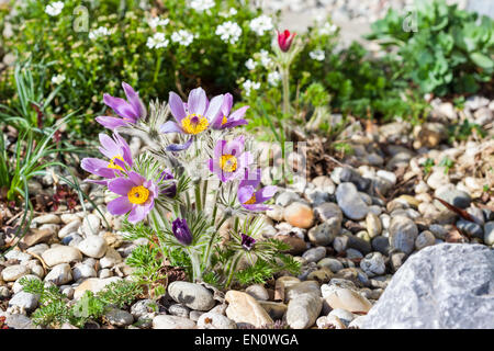 Jardin de pierres avec pasque flower Banque D'Images