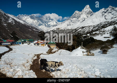 Vue de l'Everest, lhotse, nuptse, Ama Dablam peaks dans la région de l'Everest, avec deboche village au premier plan et deux dzos Banque D'Images