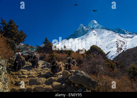 Les yacks dans l'Himalaya, en face de l'Ama Dablam mountain Banque D'Images