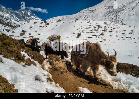 Yak hybrides (dzos) dans l'himalaya Banque D'Images