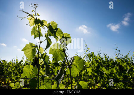 Vignes au Paliser winery à Cumbria, en Nouvelle-Zélande. Banque D'Images