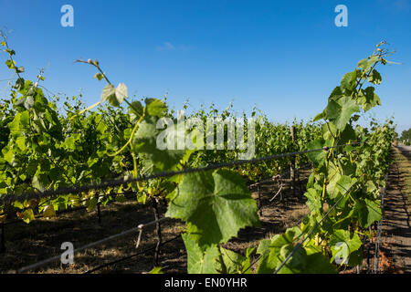 Vignes au Paliser winery à Cumbria, en Nouvelle-Zélande. Banque D'Images