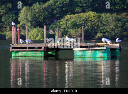 Mouettes perchées sur une plate-forme flottante sur Llyn Padarn, Llanberis, Gwynedd, Pays de Galles, de l'Europe Banque D'Images