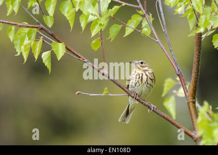 Pipit des arbres Banque D'Images