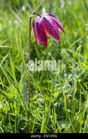 Une seule tête du serpent Fritillary fleurit dans une rivière meadow en Ducklington, Oxfordshire, England, GB, UK Banque D'Images