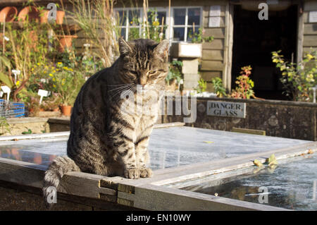 Chat assis sur serre dans un jardin près de panneau disant danger verre. Banque D'Images