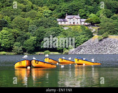 Goélands reste sur les barques de Llyn Padarn et dans l'arrière-plan se trouve l'ancien hôpital pour carrière Dinorwic, maintenant partie de la N Banque D'Images