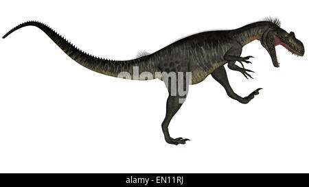 Dinosaure Megalosaurus roaring jusqu'isolé en fond blanc - 3D render Banque D'Images