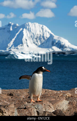 Gentoo pingouin Cuverville Island de la péninsule Antarctique Antarctique Banque D'Images