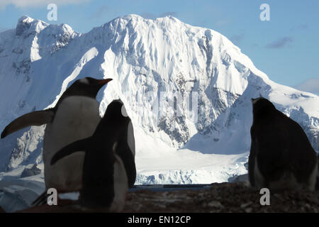 Manchots en silhouette contre la montagne couverte de neige Antarctique Antarctique péninsulaire Île Cuverville Banque D'Images