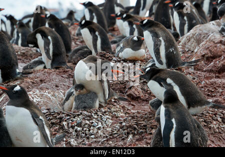 Querelles Manchots Antarctique Antarctique péninsulaire Île Cuverville Banque D'Images