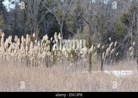 Phragmites australis dans une zone marécageuse à côté d'une route de campagne. Une espèce invasive reed qui menace les terres humides de l'Ontario Banque D'Images