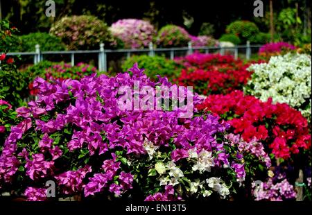 Bangkok, Thaïlande : Fleurs de bougainvilliers colorés dans des tons de lavande, rouge et blanc dans le Parc Lumphini pépinière jardin Banque D'Images