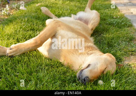 Chien avec fourrure rouge orange dormir dans l'herbe Banque D'Images