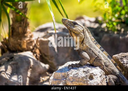 Iguane mexicain se reposant sur un rocher dans Playacar, Mexique Banque D'Images