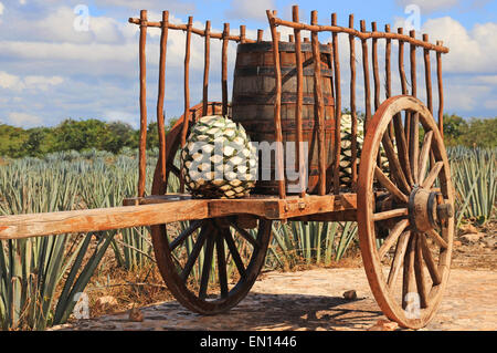 Vieille remorque mexicaine en face de plantation agave bleu Banque D'Images