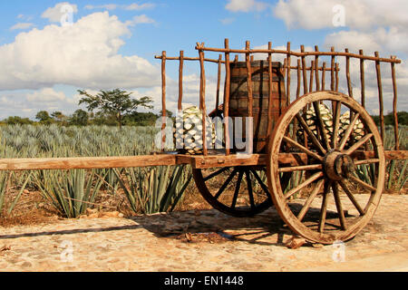 Vieille remorque mexicaine en face de plantation agave bleu Banque D'Images