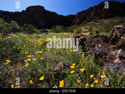 Les fleurs sauvages sont des accents d'une prairie de coquelicots en fleurs sur les pentes des montagnes à Picacho Peak State. Banque D'Images