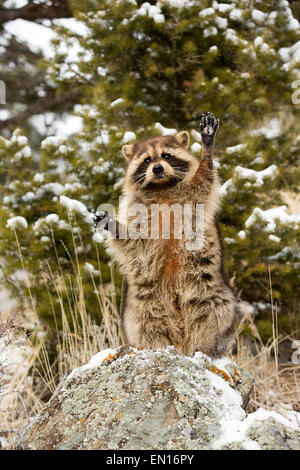 Le raton laveur (Procyon lotor) debout, à la recherche de nourriture dans la neige Banque D'Images