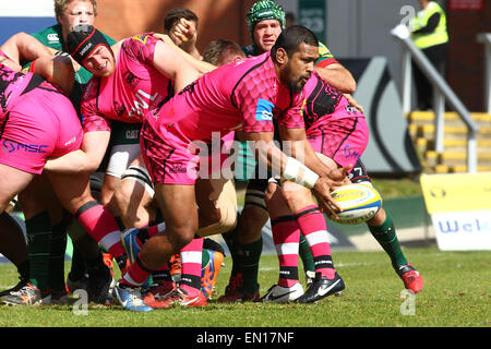 Leicester, Royaume-Uni. Apr 25, 2015. Aviva Premiership. Leicester Tigers contre London Welsh. Chris Hala'ufia de London Welsh prend la balle jusqu'à la base de la mêlée. Credit : Action Plus Sport/Alamy Live News Banque D'Images