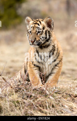 Tigre de Sibérie (Panthera tigris altaica) cub resting Banque D'Images