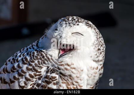 Close up of Snowy Owl (Bubo scandiacus) Banque D'Images