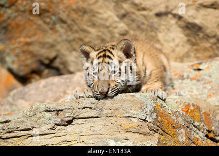 Tigre de Sibérie (Panthera tigris altaica) cub se reposer et dormir sur un rocher Banque D'Images