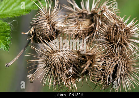 Tête de terrier à graines sèches avec crochets, Burdock en bois, Arctium nemorosum. Têtes mortes de l'usine de Hitchhiker Banque D'Images