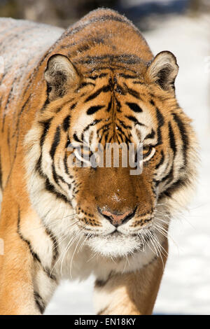 Tigre de Sibérie (Panthera tigris altaica) portrait adultes dans la neige Banque D'Images