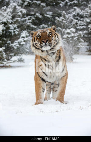 Tigre de Sibérie (Panthera tigris altaica) shaking adultes dans la neige Banque D'Images