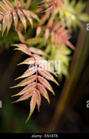 Feuillage coloré d'un Sorbus sorbifolia 'Sem' dans la lumière du soleil de printemps. Banque D'Images