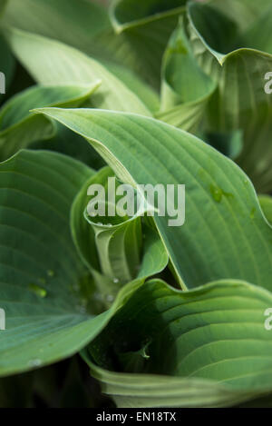 Déroulement les feuilles d'Hosta 'Blue Angel' Banque D'Images