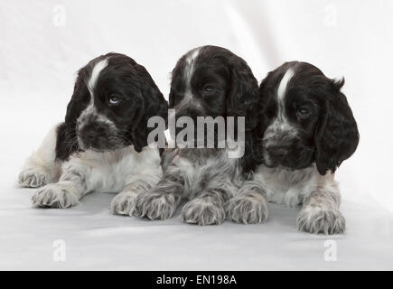 Cocker Anglais chiots. Sept semaines. Banque D'Images