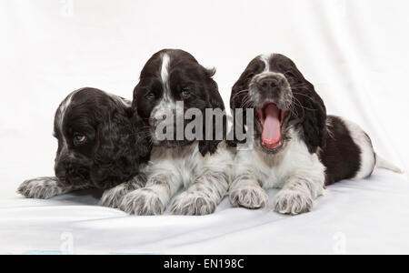 Cocker Anglais chiots. Sept semaines. Banque D'Images