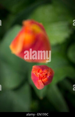Tulipes oranges dans un jardin printanier vu d'en haut. Banque D'Images
