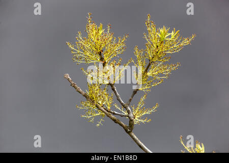 Fleur de bourgeon d'arbre de frêne européen, Fraxinus excelsior fleurs bourgeonnement Banque D'Images