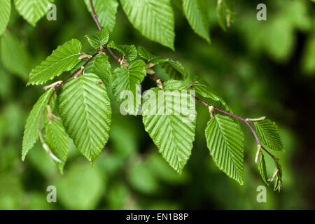 Charme Carpinus betulus nouvelle feuilles fraîches Banque D'Images