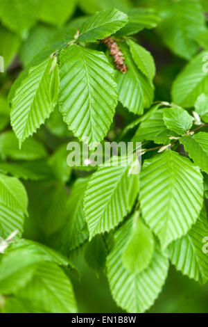 Feuilles de charme feuillage Carpinus betulus Banque D'Images