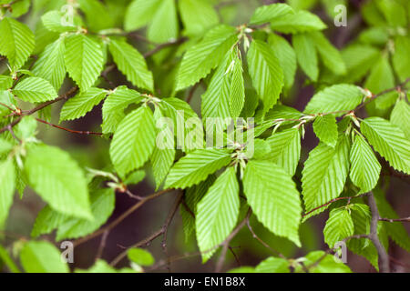 Feuilles de feuillage de Carpinus betulus de charme Banque D'Images