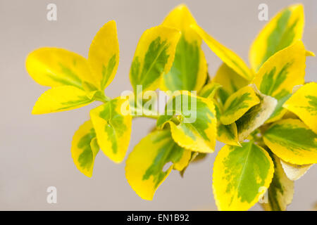 Euonymus japonicus 'Aureovariegata' Banque D'Images