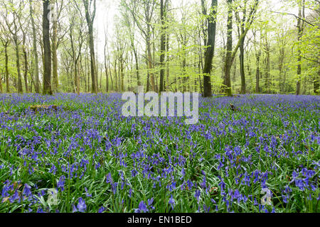 Surrey, UK. Apr 25, 2015. Ancien du Simm Copse, Surrey, UK. Une mer de tapis de jacinthes des bois de Surrey. Le beau temps a vu les promeneurs et les familles se promener à travers les fleurs dans les North Downs. Avril et mai sont traditionnellement une bonne fois pour voir les fleurs. Crédit : Dave Stevenson/Alamy Live News Banque D'Images