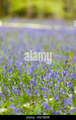 Surrey, UK. Apr 25, 2015. Ancien du Simm Copse, Surrey, UK. Une mer de tapis de jacinthes des bois de Surrey. Le beau temps a vu les promeneurs et les familles se promener à travers les fleurs dans les North Downs. Avril et mai sont traditionnellement une bonne fois pour voir les fleurs. Crédit : Dave Stevenson/Alamy Live News Banque D'Images