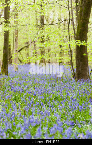 Surrey, UK. Apr 25, 2015. Ancien du Simm Copse, Surrey, UK. Une mer de tapis de jacinthes des bois de Surrey. Le beau temps a vu les promeneurs et les familles se promener à travers les fleurs dans les North Downs. Avril et mai sont traditionnellement une bonne fois pour voir les fleurs. Crédit : Dave Stevenson/Alamy Live News Banque D'Images