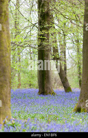 Surrey, UK. Apr 25, 2015. Ancien du Simm Copse, Surrey, UK. Une mer de tapis de jacinthes des bois de Surrey. Le beau temps a vu les promeneurs et les familles se promener à travers les fleurs dans les North Downs. Avril et mai sont traditionnellement une bonne fois pour voir les fleurs. Crédit : Dave Stevenson/Alamy Live News Banque D'Images