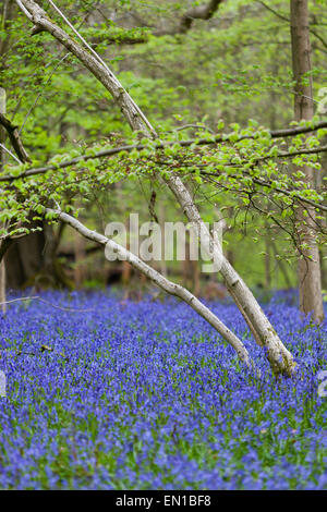 Surrey, UK. Apr 25, 2015. Ancien du Simm Copse, Surrey, UK. Une mer de tapis de jacinthes des bois de Surrey. Le beau temps a vu les promeneurs et les familles se promener à travers les fleurs dans les North Downs. Avril et mai sont traditionnellement une bonne fois pour voir les fleurs. Crédit : Dave Stevenson/Alamy Live News Banque D'Images